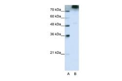 EIF3B Antibody, Novus Biologicals 100 &mu;L; Unconjugated:Antibodies, Polyclonal